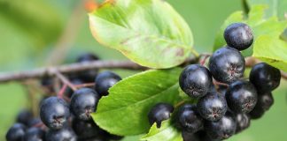 Aronia dla zdrowia