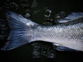Kwasy omega 3